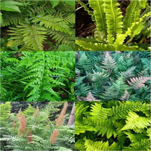 Mixed Fern Special Collection - 3 For £12 Or 6 For £20